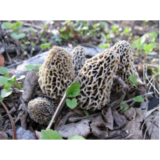 Мицелий Сморчка деликатесного (Morchella deliciosa)
